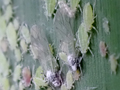 Hyalopterus pruni